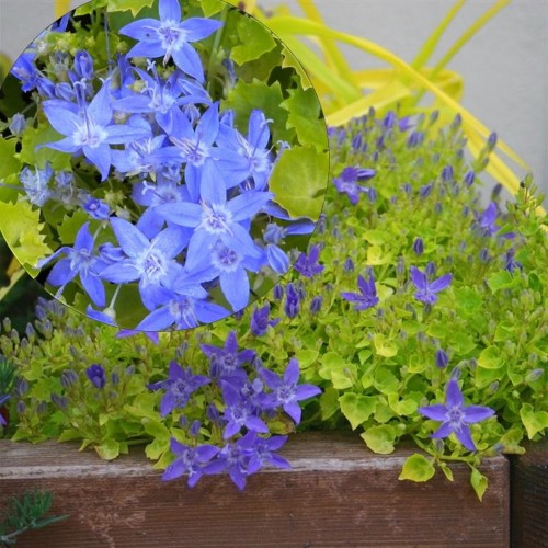 Campanula 'Dickson's Gold' - Kellukas 'Dickson's Gold' P9/0,55L